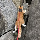 A tabby cat on a red leash climbing between granite boulders
